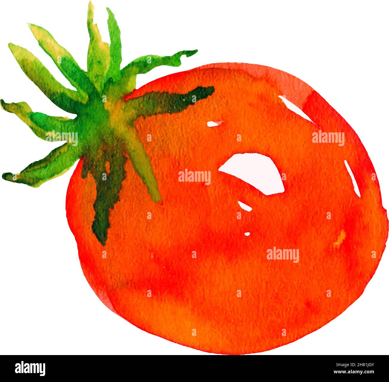 watercolor tomato vector. Red vegetables, natural food Stock Vector Image & Art Alamy