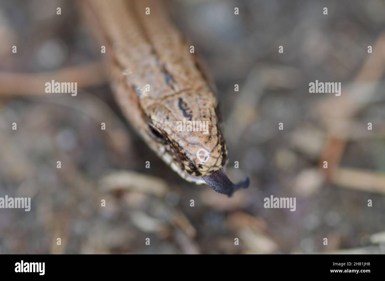 Slow Worm or Blind Worm, Anguis fragilis. Slow Worm lizards are often mistaken for snakes. His food is generally pest insects. Focus to eye Stock Photo