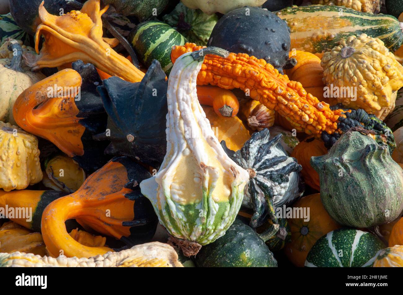 Dipper gourds hires stock photography and images Alamy