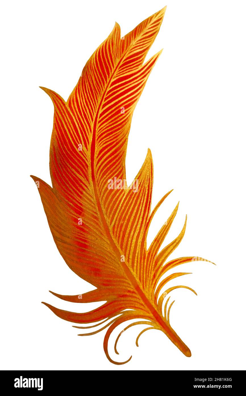 Set of bird feathers. Hand drawn illustration converted to . Outline with transparent background. Stock Photo
