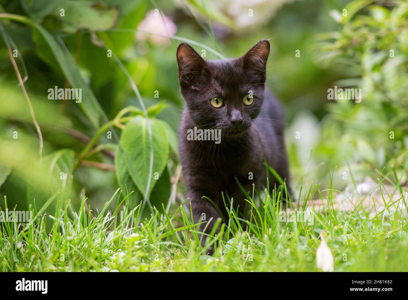 Young black cat in a garden Stock Photo - Alamy