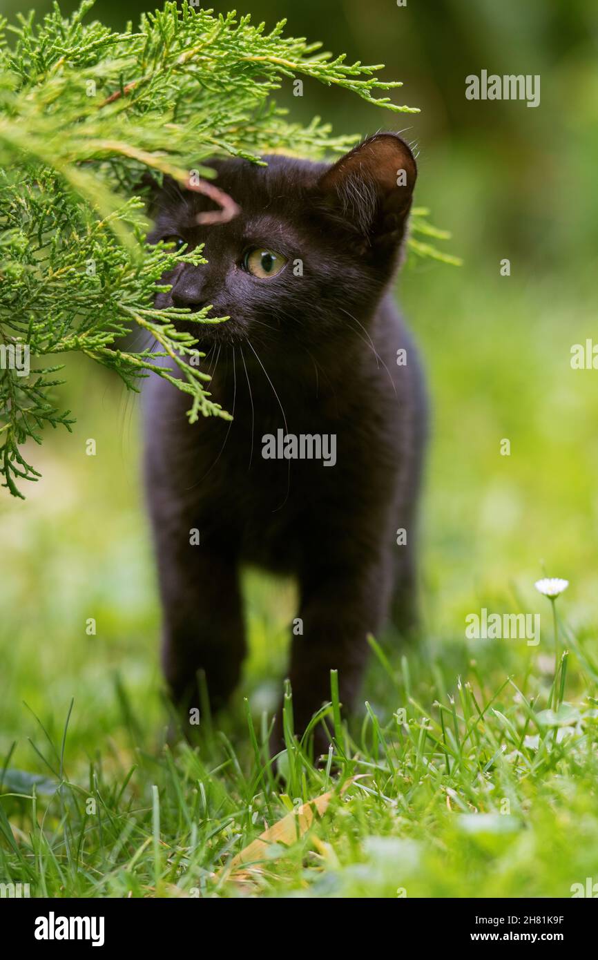 Young black cat in a garden Stock Photo - Alamy
