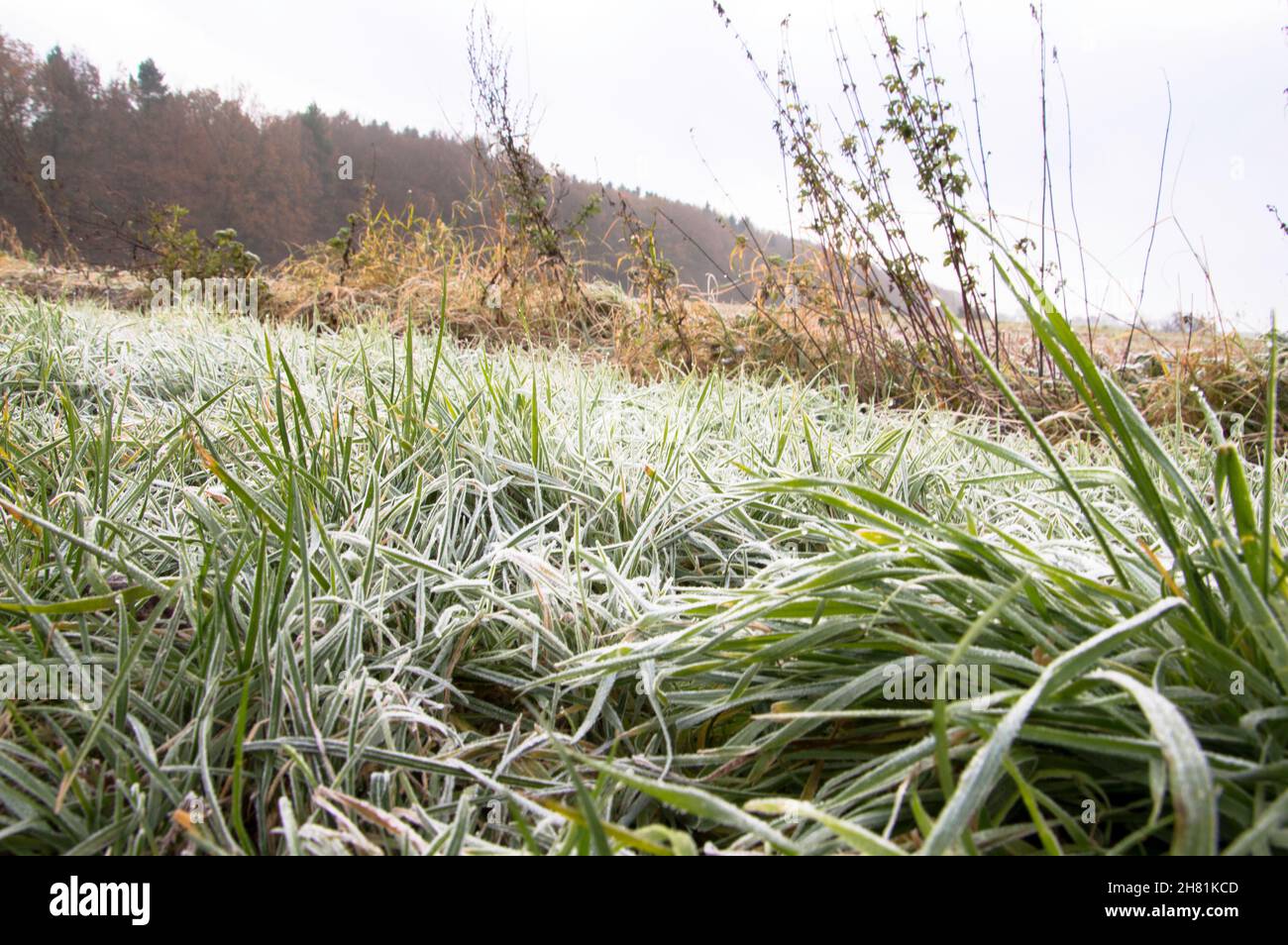 die Kalte Jahreszeit beginnt mit Frost und Eis Bäume und felder werden weiß. Stock Photo