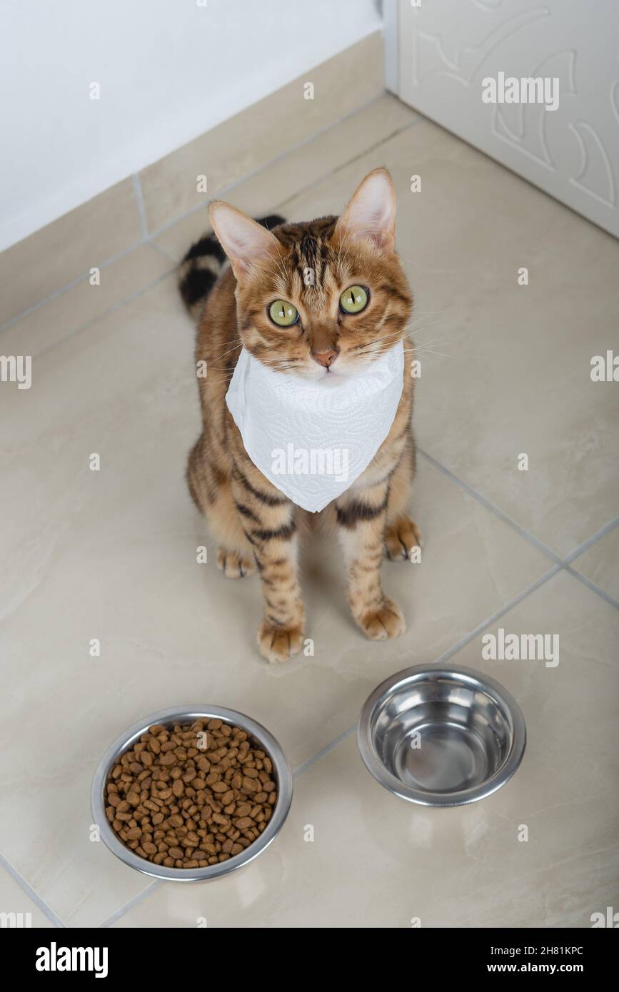 A bib cat sits next to bowls of food and water on the floor. Stock Photo