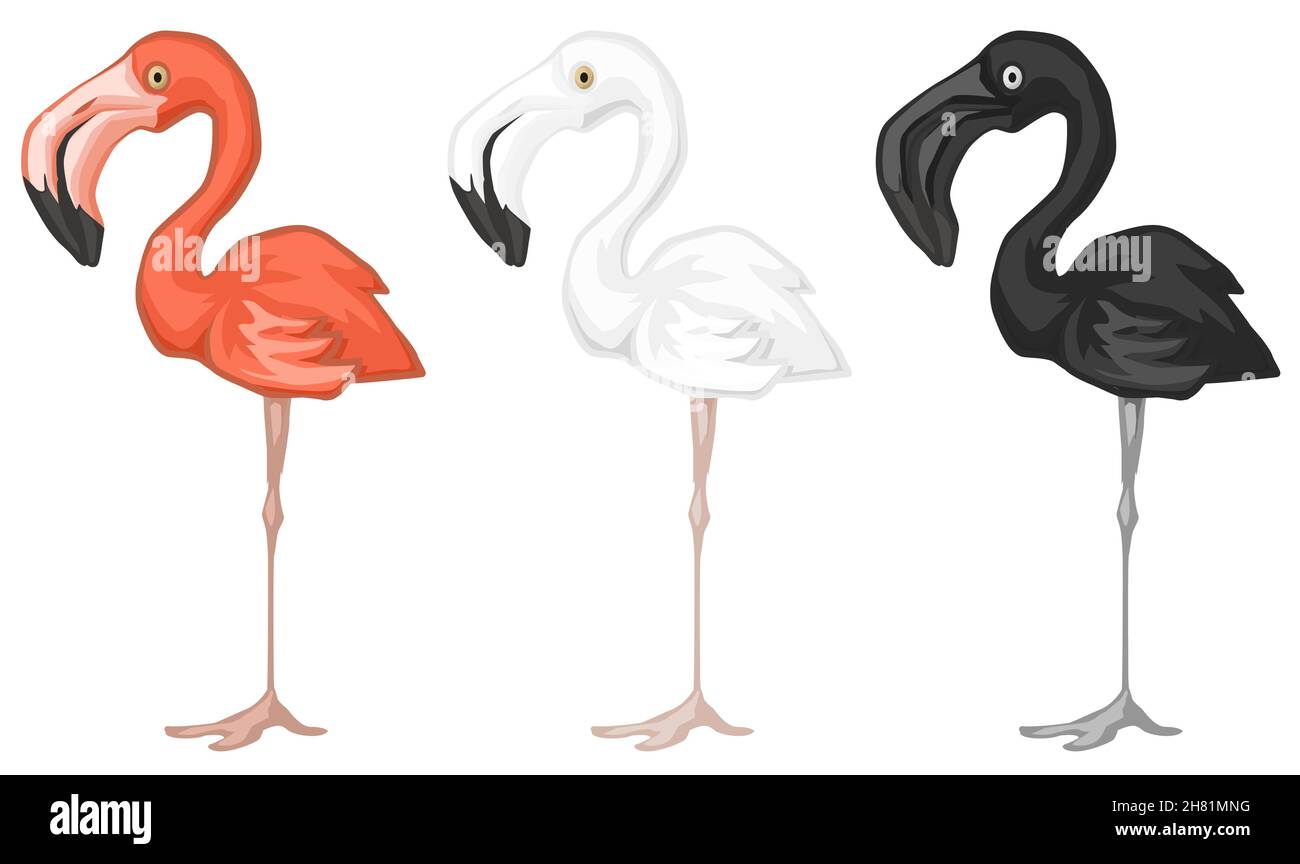 Flamingo bird standing pink, black and white color cartoon design element,  isolated vector, horizontal Stock Vector Image & Art - Alamy