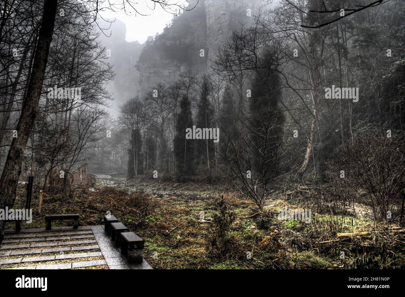 Rows of leafless trees in the forest against a cloudy sky on a cold ...