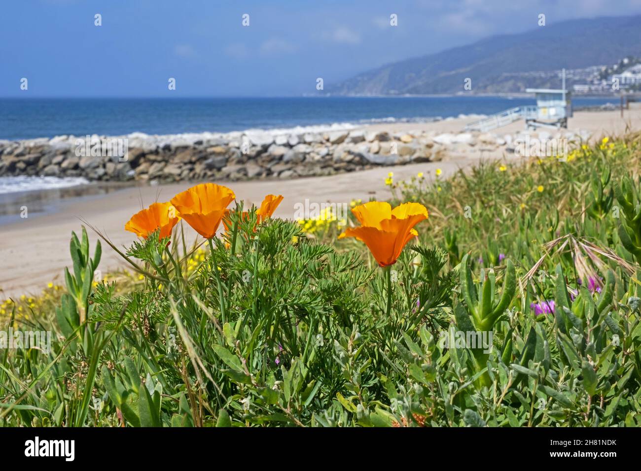 California poppies / golden poppy (Eschscholzia californica) on beach along the Pacific coast in Malibu, Los Angeles, California, United States / USA Stock Photo