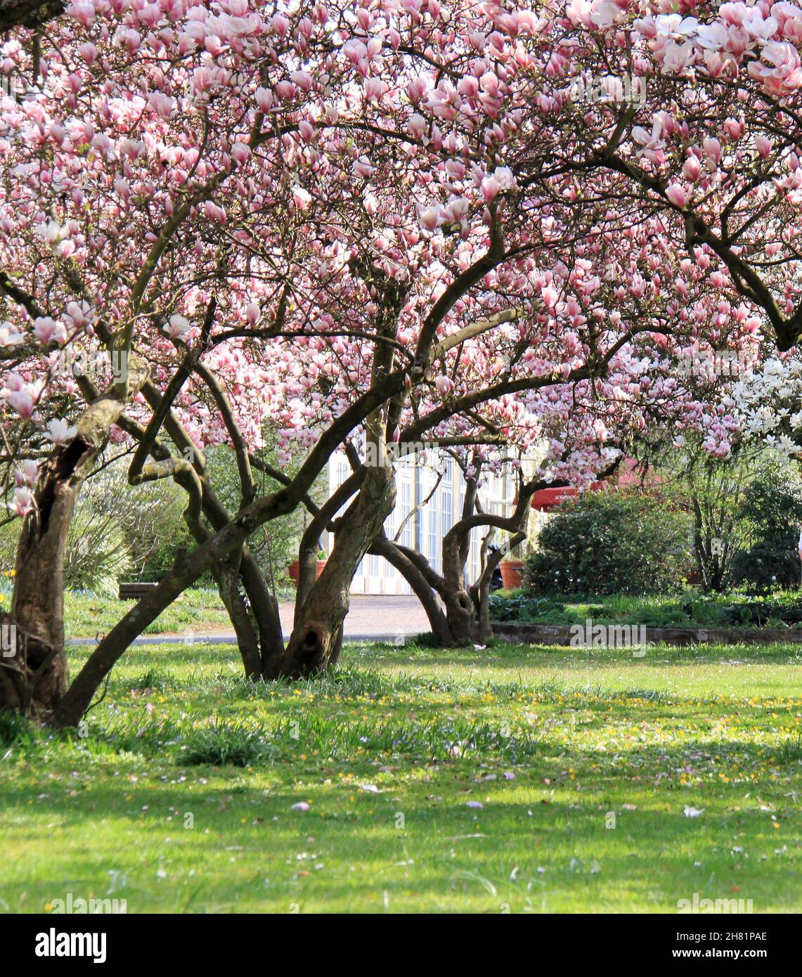 beautiful flowering magnolia trees in a park Stock Photo - Alamy