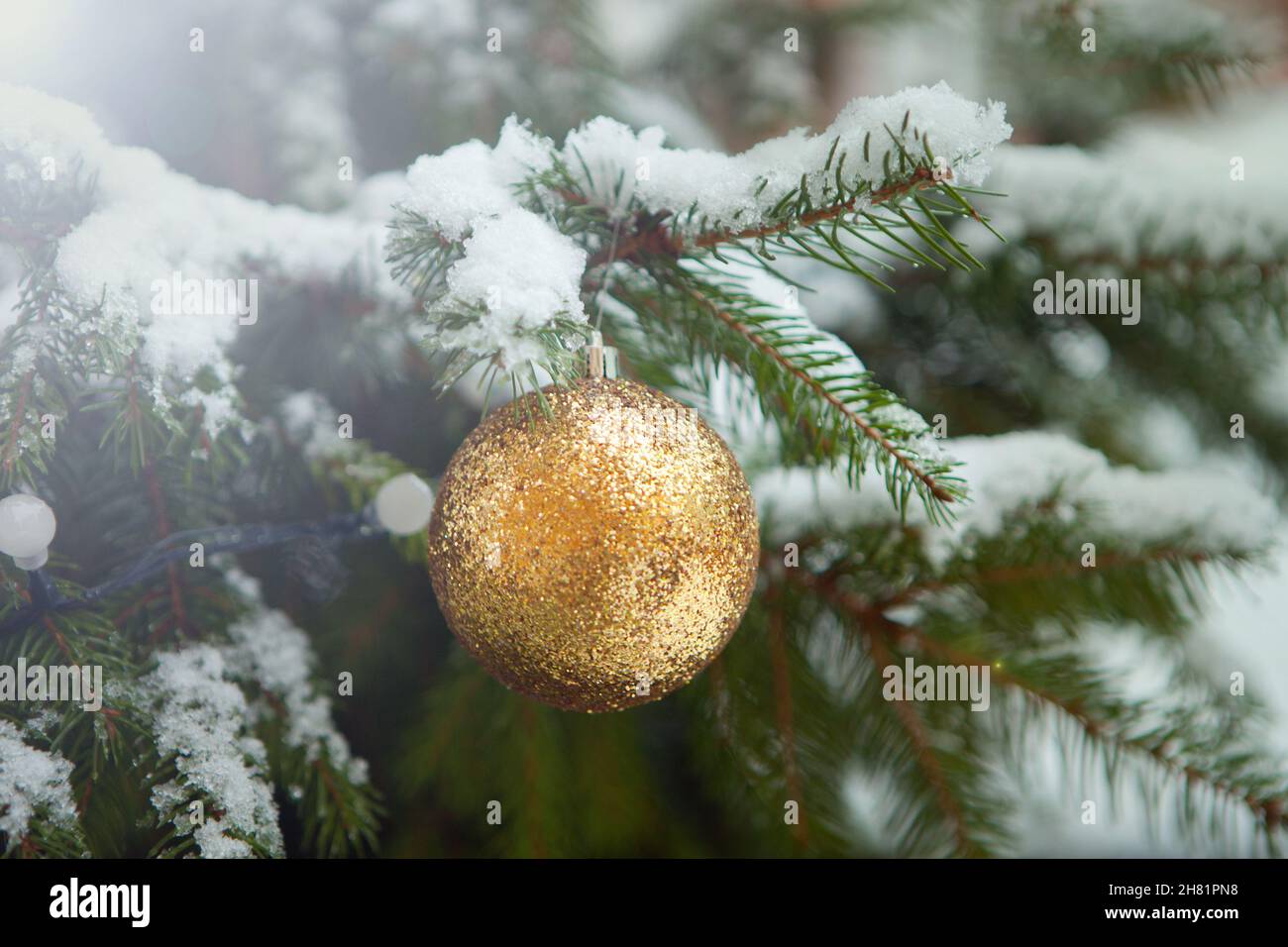 golden ball on fir tree. christmas tree with real snow and decorations Stock Photo