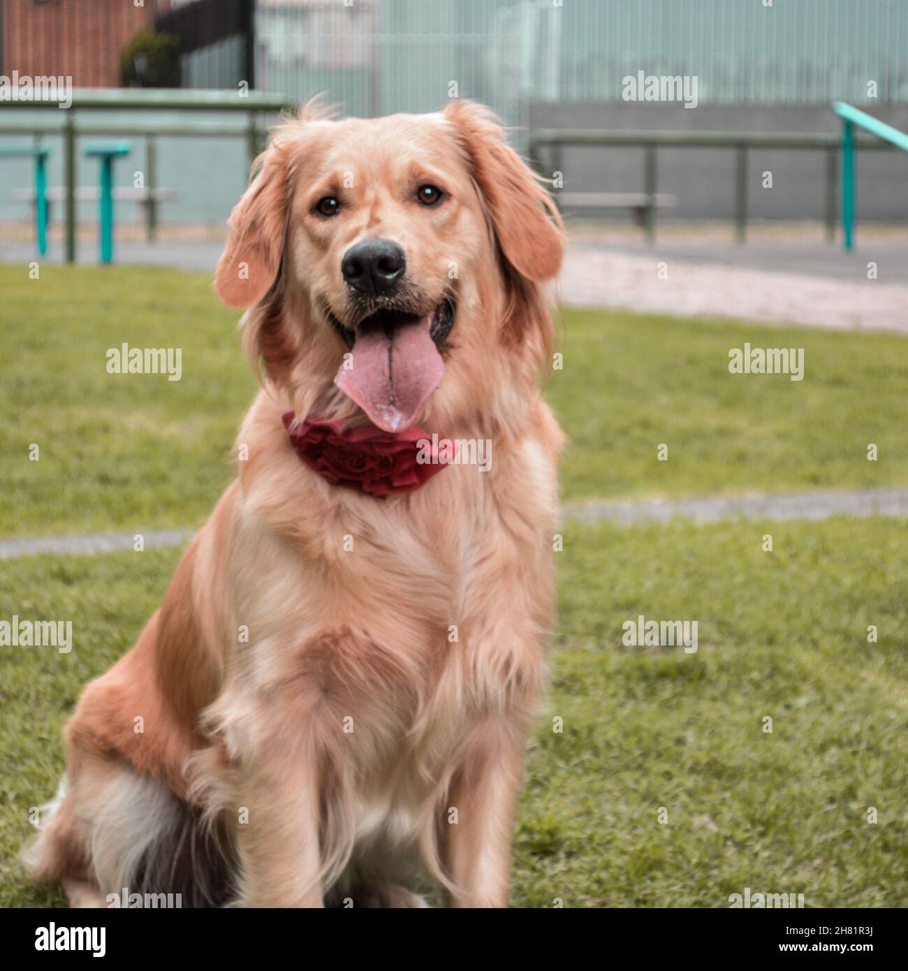 Adorable golden retriever dog sitting on green grass in a park Stock ...