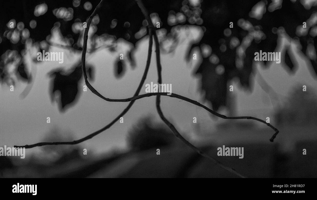 In cursive Black and White Stock Photos & Images - Alamy