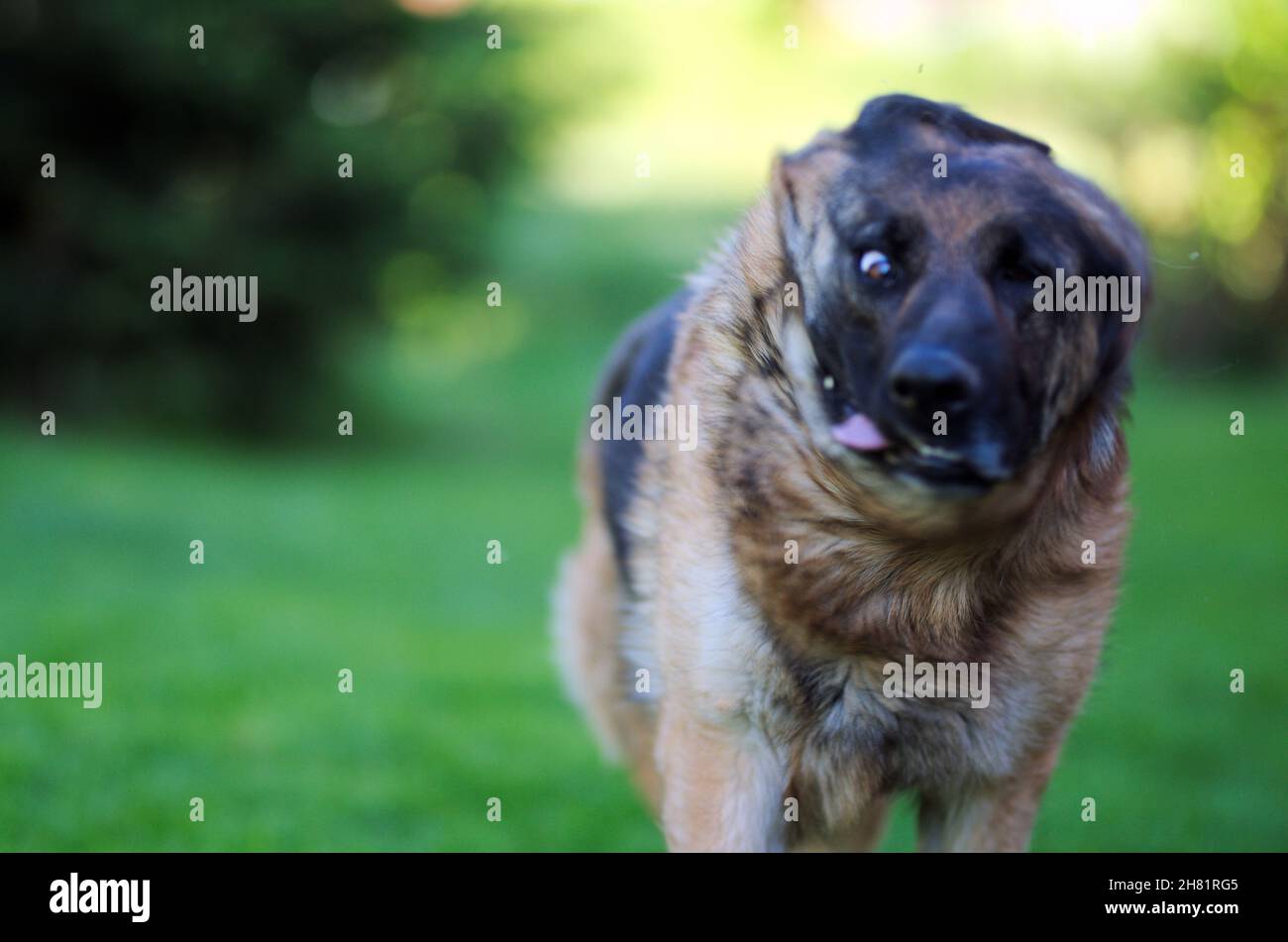 Flipping ears hires stock photography and images Alamy