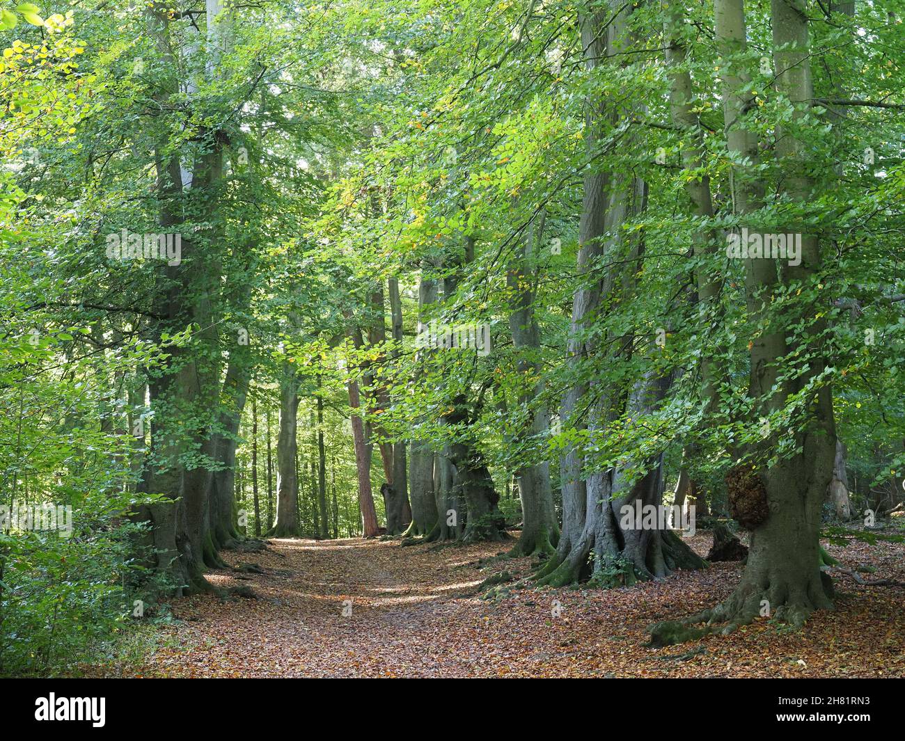 View in autumn along a path through Whippendell Wood in Watford Hertfordshire Stock Photo