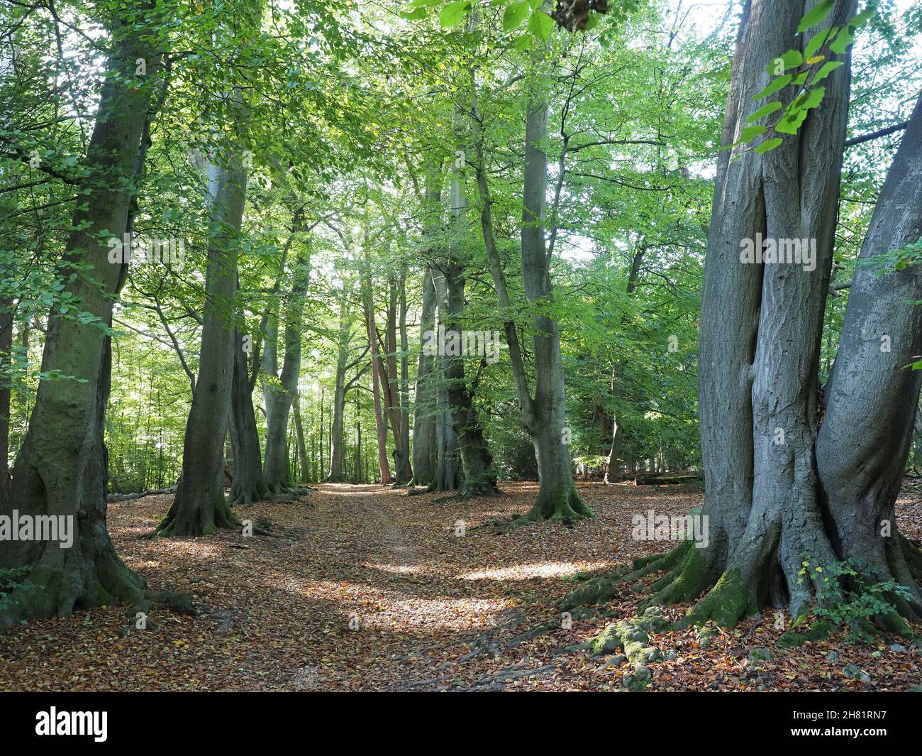 View in autumn along a path through Whippendell Wood in Watford Hertfordshire Stock Photo