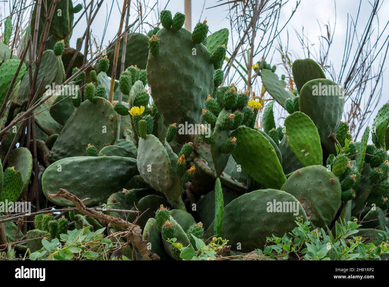 Opuntia, commonly called prickly pear, in Qrendi, Malta, with yellow flowers and green fruits. Opuntia is a genus in the cactus family, Cactaceae. Stock Photo