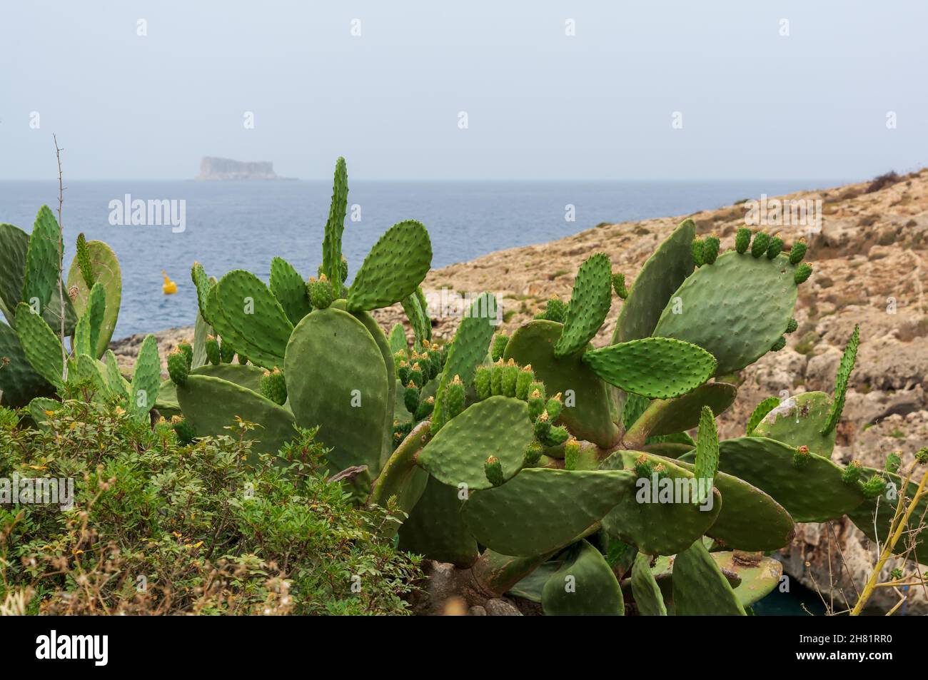 Opuntia, commonly called prickly pear, in Qrendi, Malta, with a vague Filfla island at the horizon. Opuntia is a genus in the cactus family, Cactaceae Stock Photo