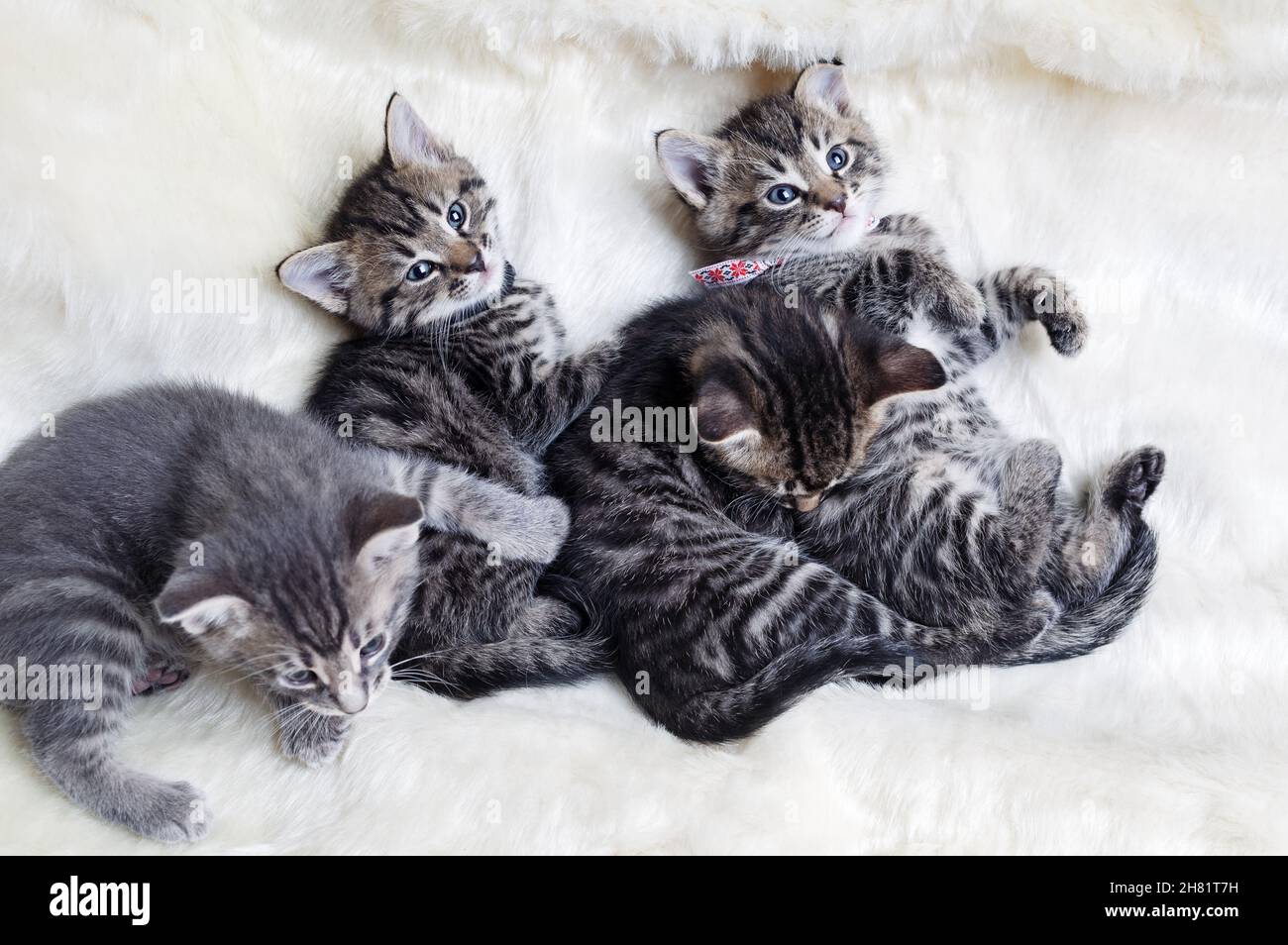 four little kittens