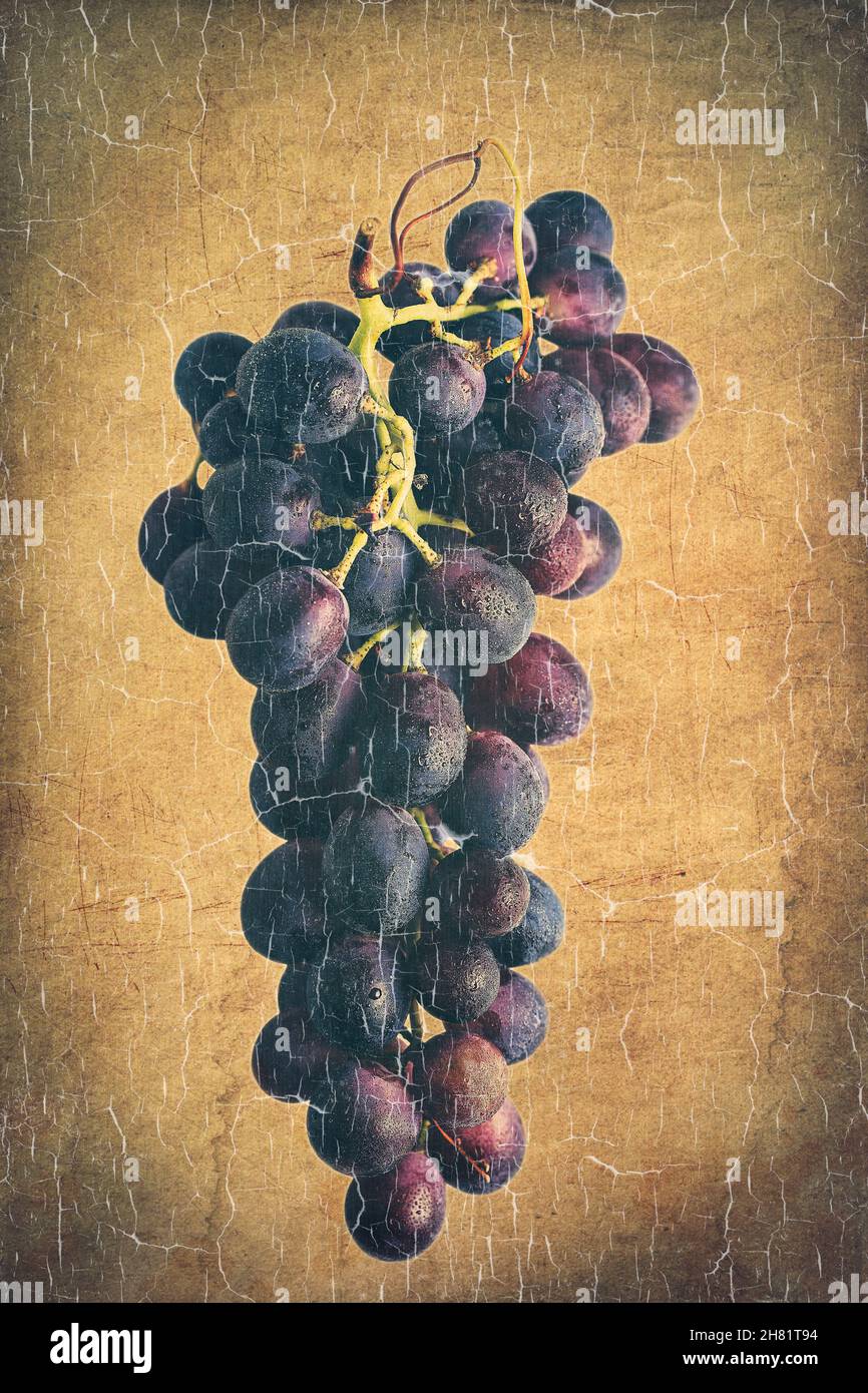 food still life bunch of blue grapes textured for artistic effect and old painting effect Stock Photo