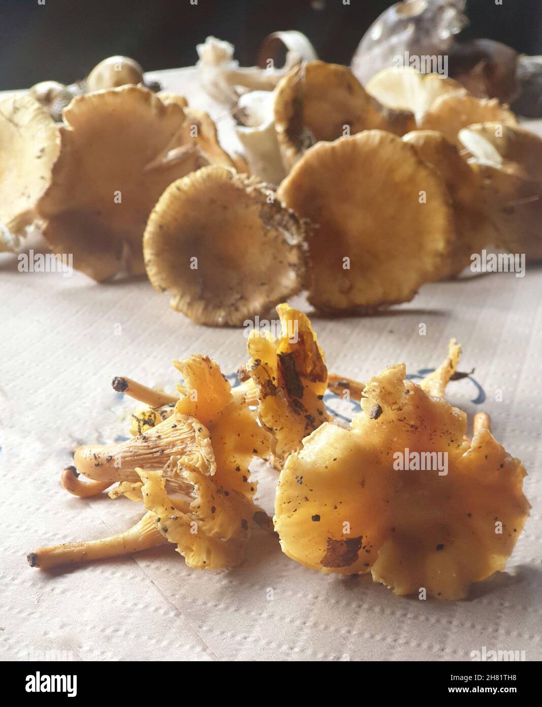 Vertical closeup of Cantharellus cibarius. Golden chanterelle mushroom, genus Cantharellus. Stock Photo