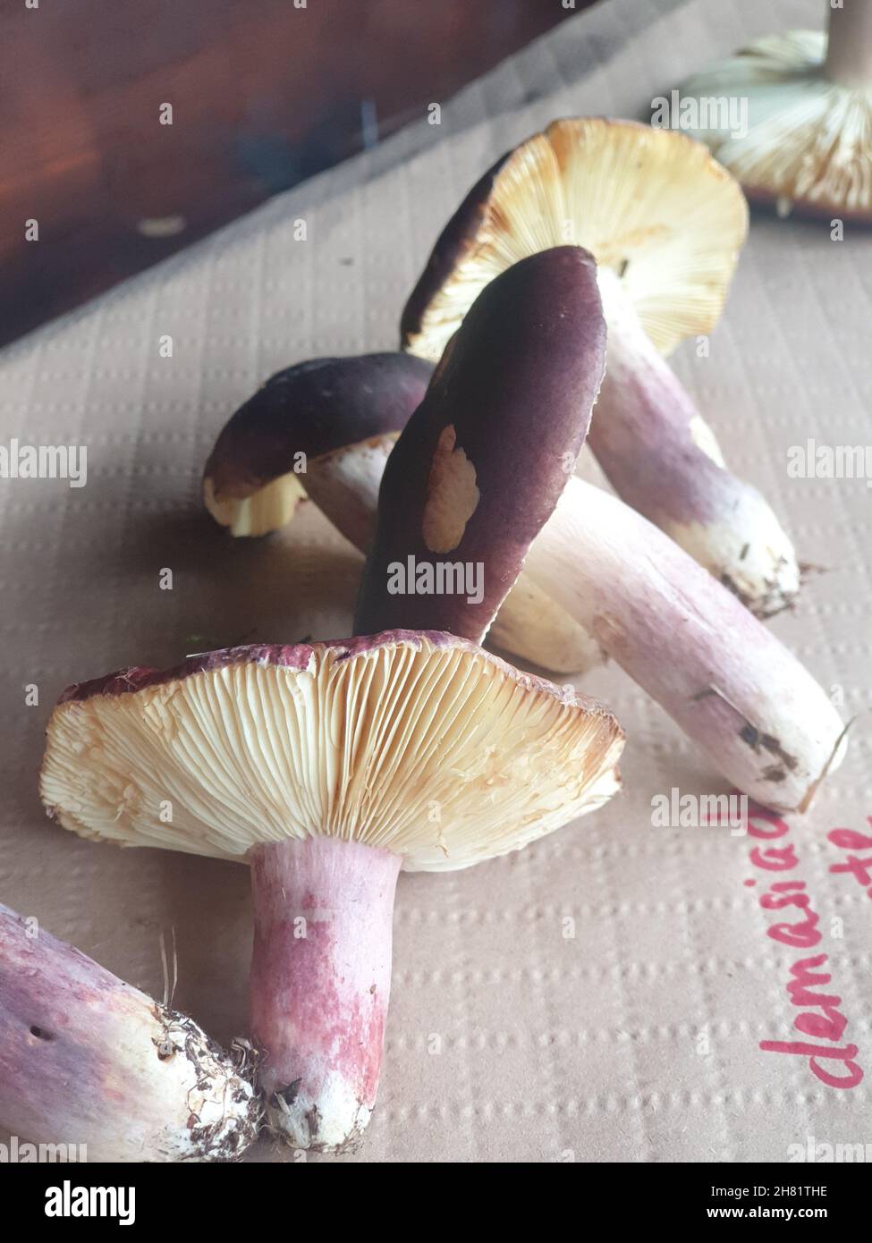 Russulaceae Vertical closeup of Russula torulosa, a species of Fungi in the family ...
