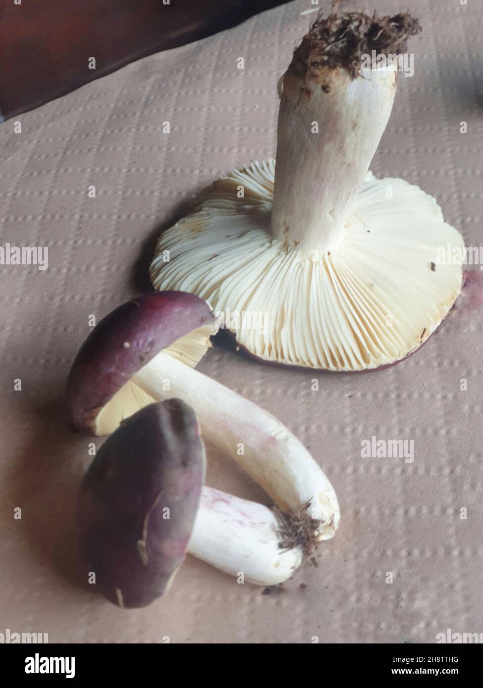 Russulaceae Vertical closeup of Russula torulosa, a species of Fungi in the family ...