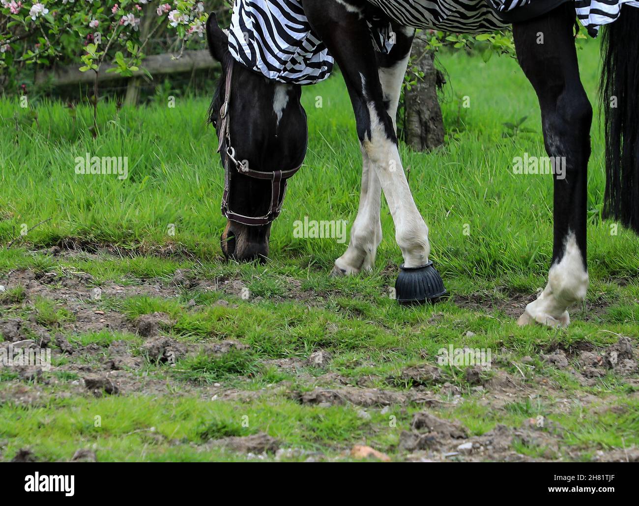 A collar on a horses hoof for protection, Stoke on Trent, Staffordshire