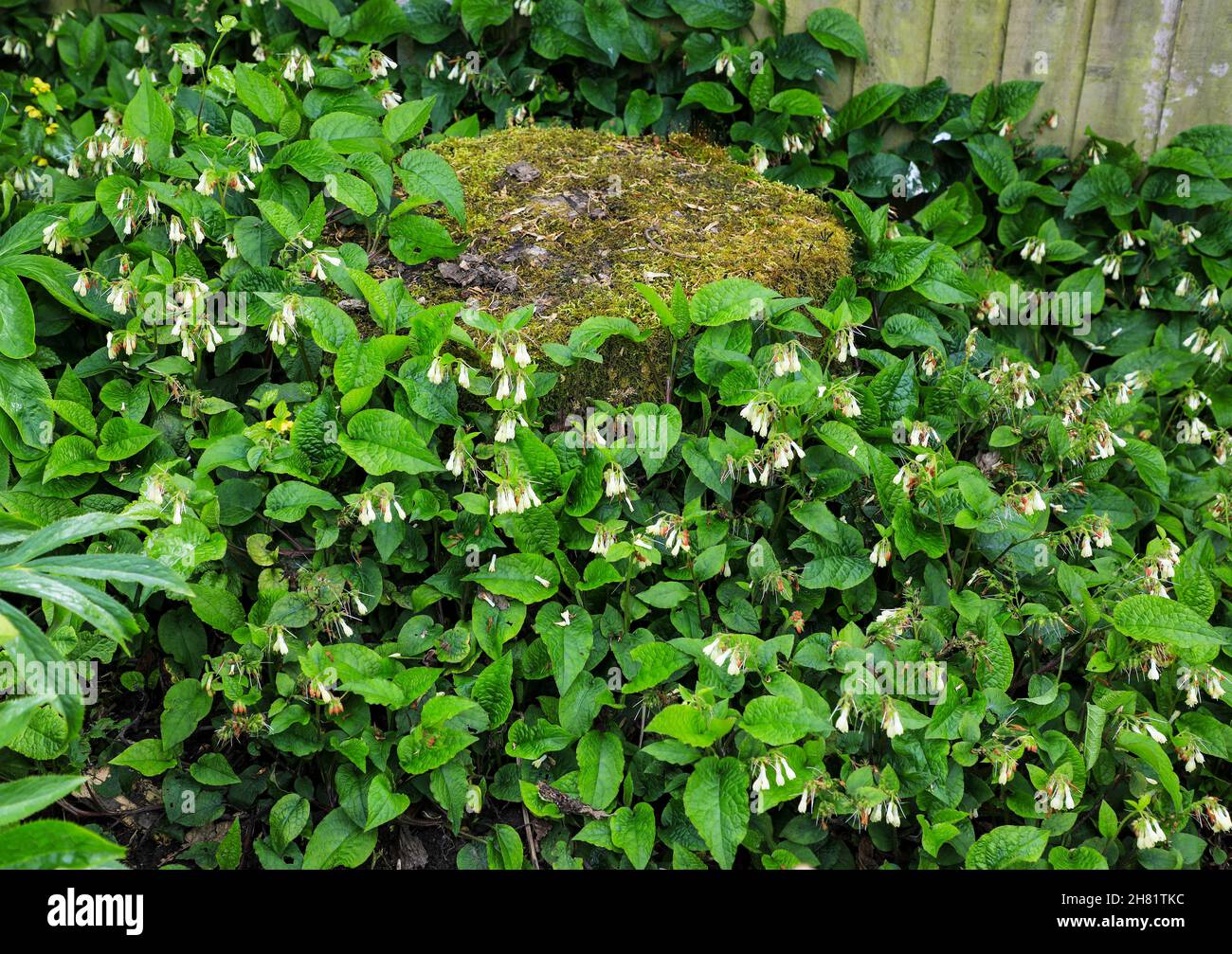 Tuberous comfrey, (Symphytum tuberosum) growing around an old tree stump, England, UK Stock Photo
