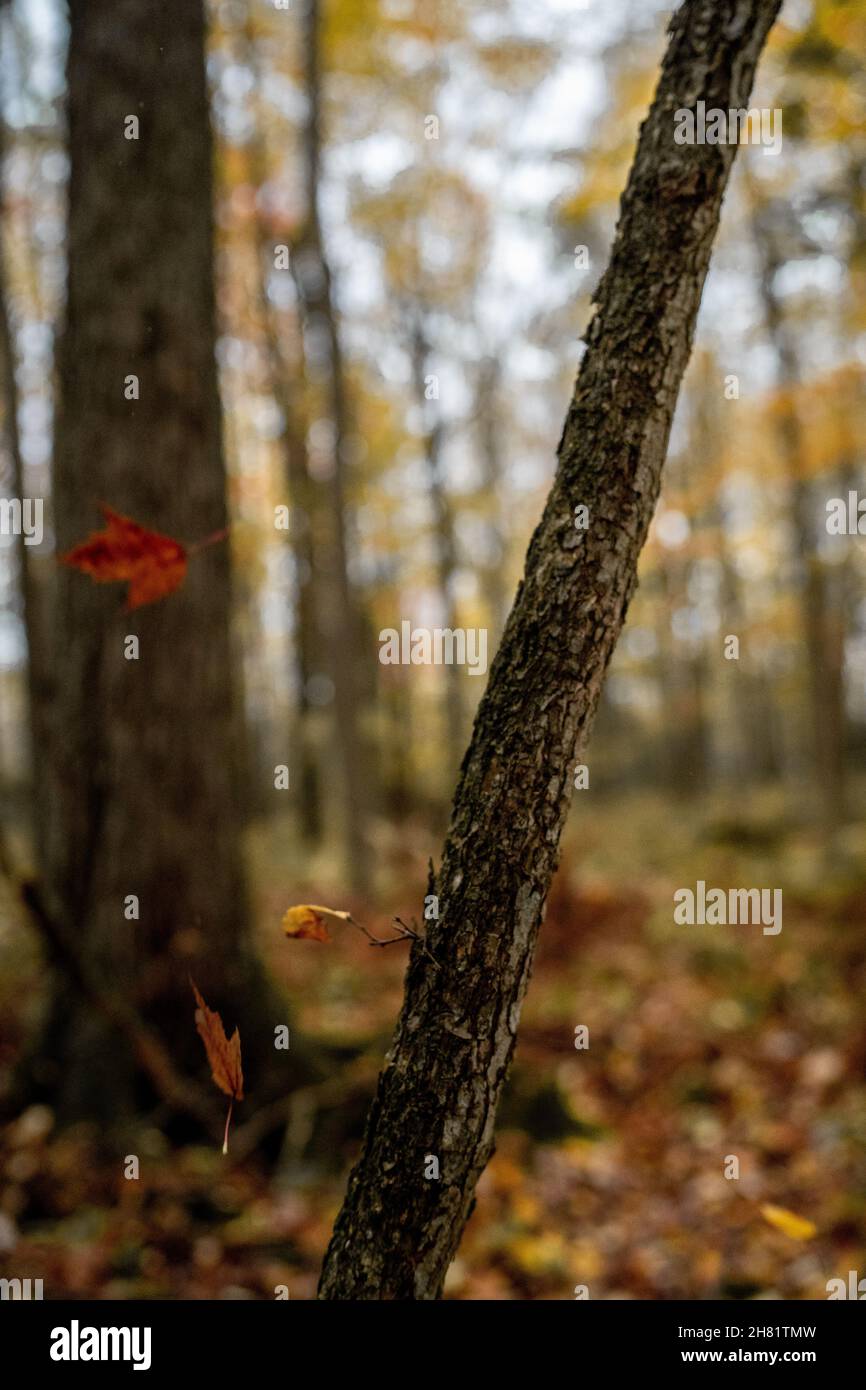 Fall autumn leaves leave color colors hi-res stock photography and ...