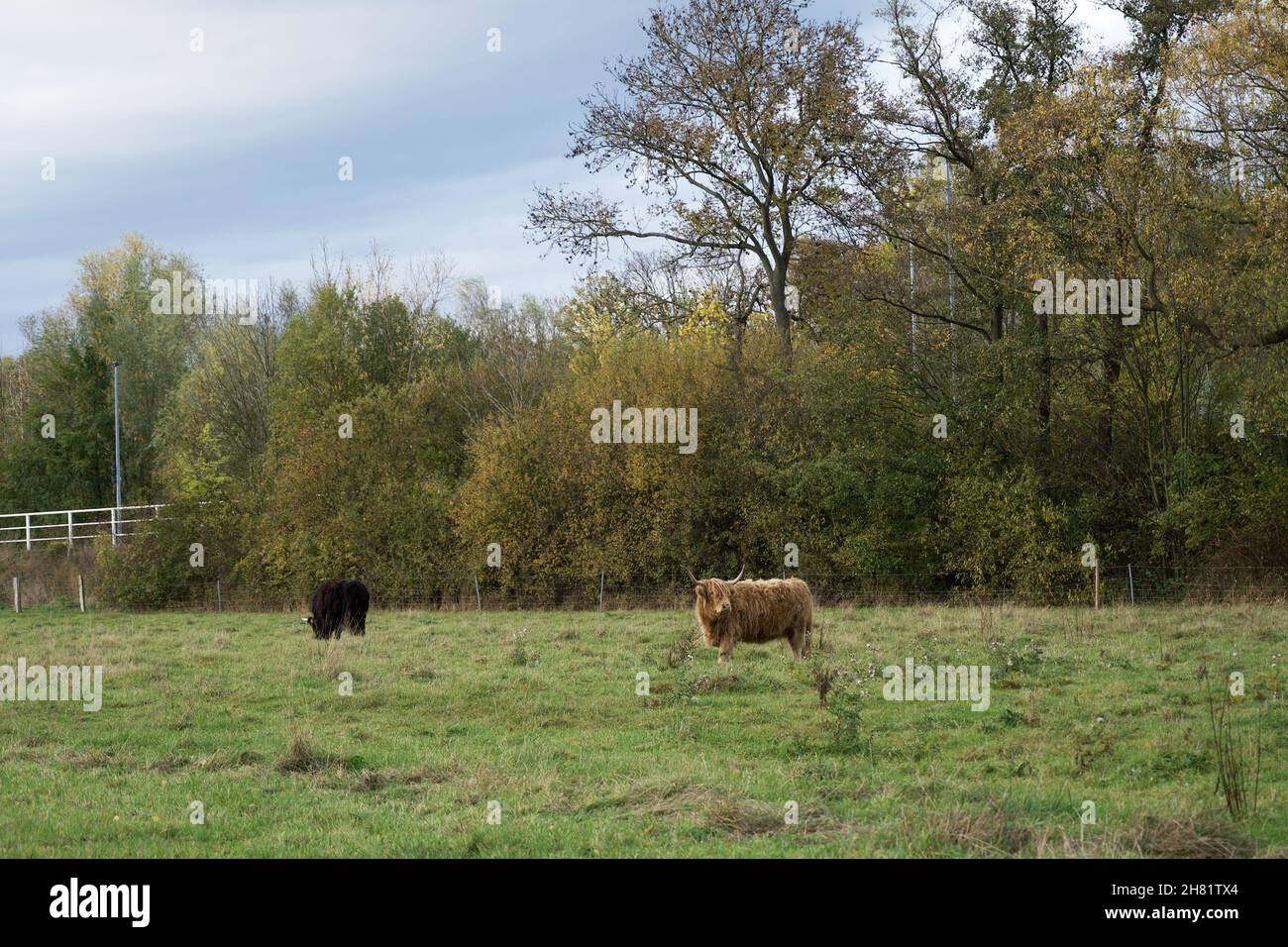 Pasturing Cows - brown and black - pasturing in the field Stock Photo - Alamy