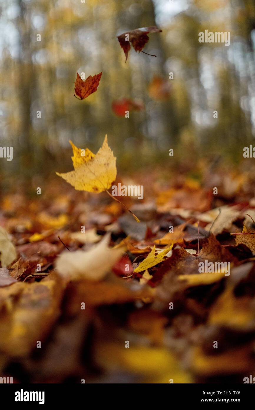 Fall autumn leaves leave color colors hi-res stock photography and ...