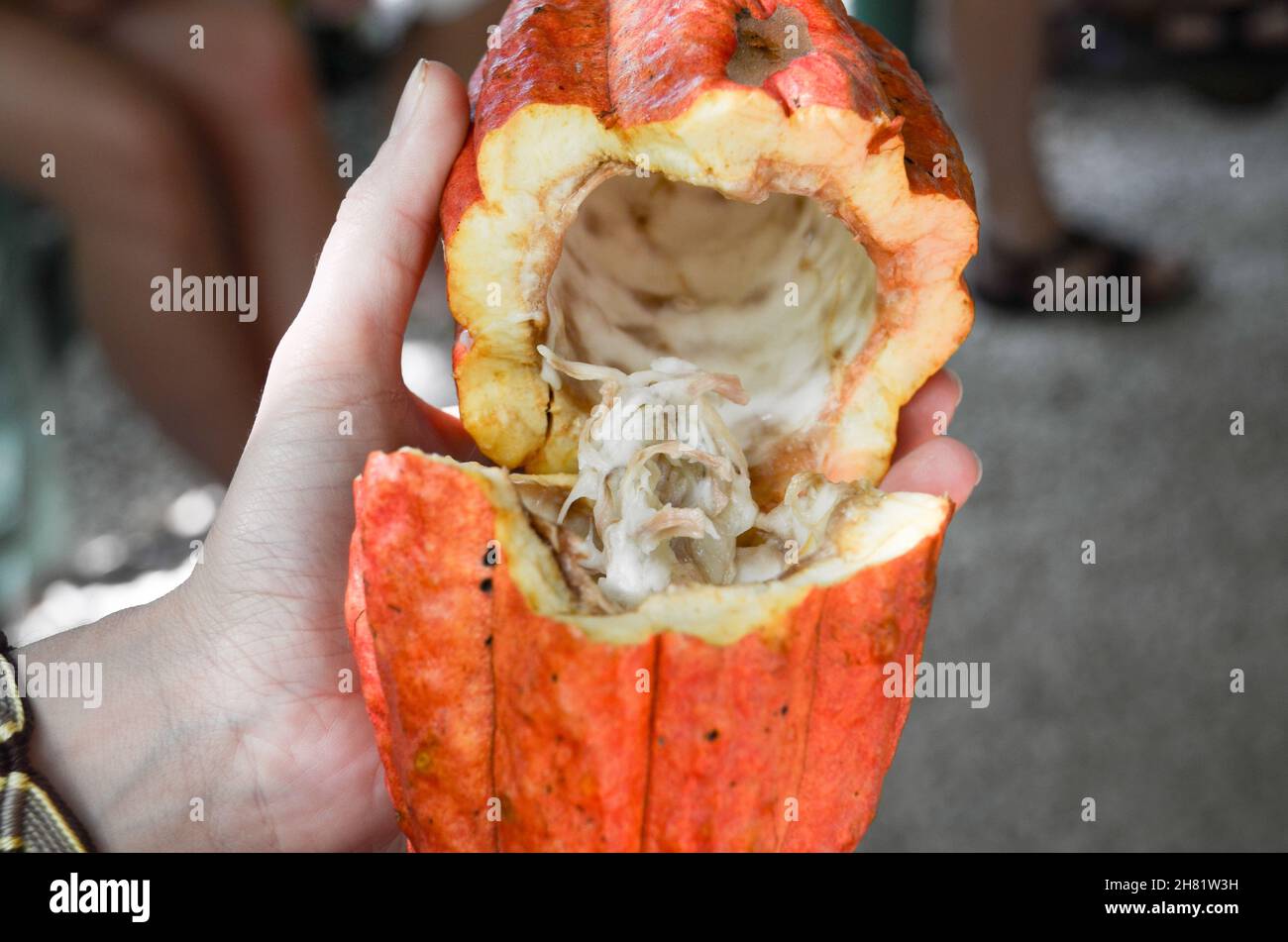 Red Cocoa fruit in hands Stock Photo Alamy