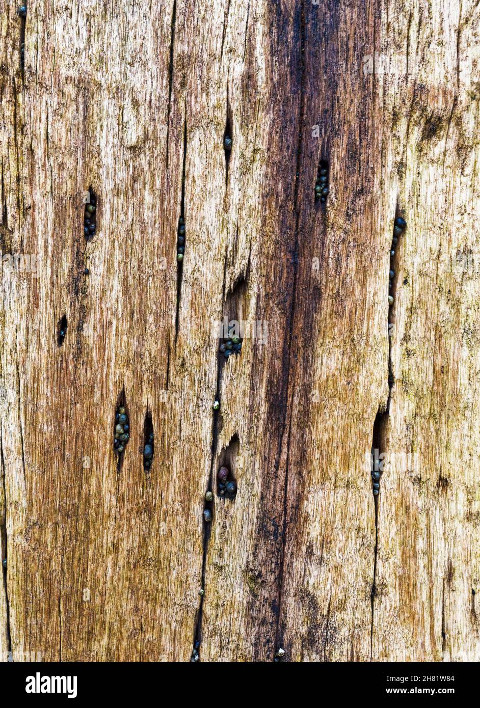 Old wooden groyne at Cambois beach in Northumberland UK, detail of wood grain. Stock Photo