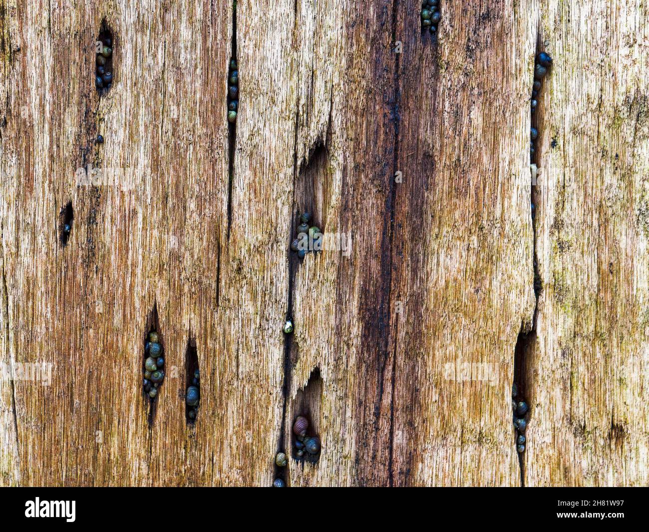 Old wooden groyne at Cambois beach in Northumberland UK, detail of wood grain. Stock Photo