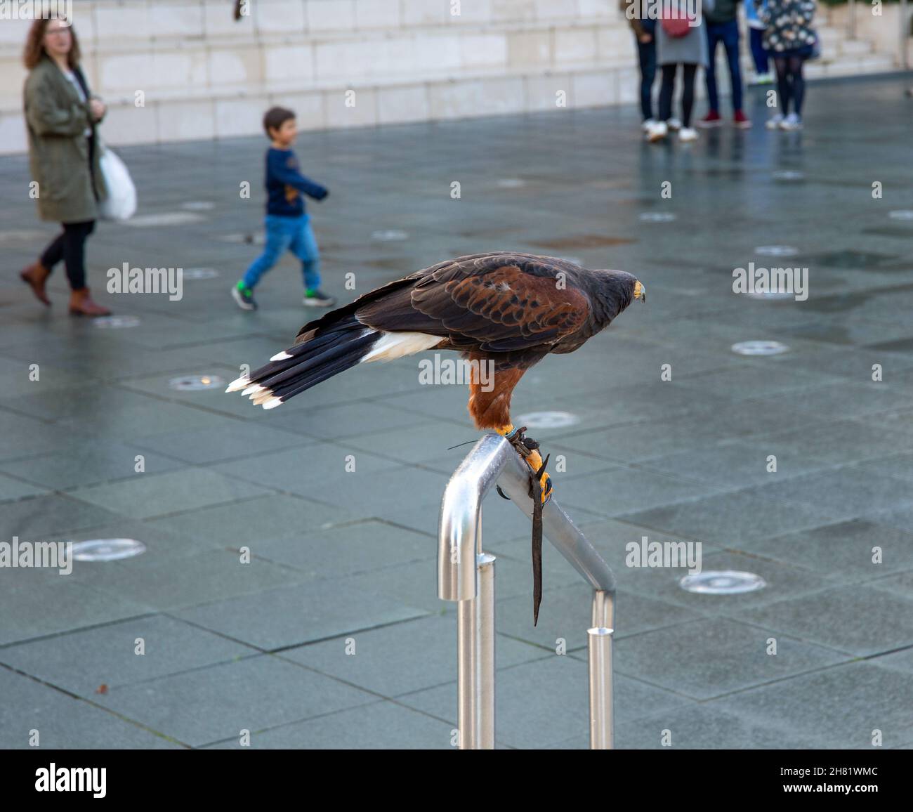 DORCHESTER, UNITED KINGDOM - Oct 25, 2021: A bird of prey in Brewery Square in Dorchester, United Kingdom Stock Photo