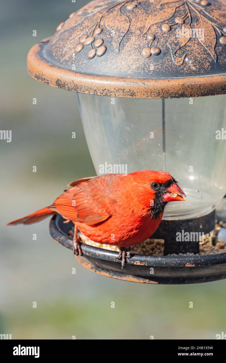 Male Northern Cardinal perched on a bird feeder in winter Stock Photo