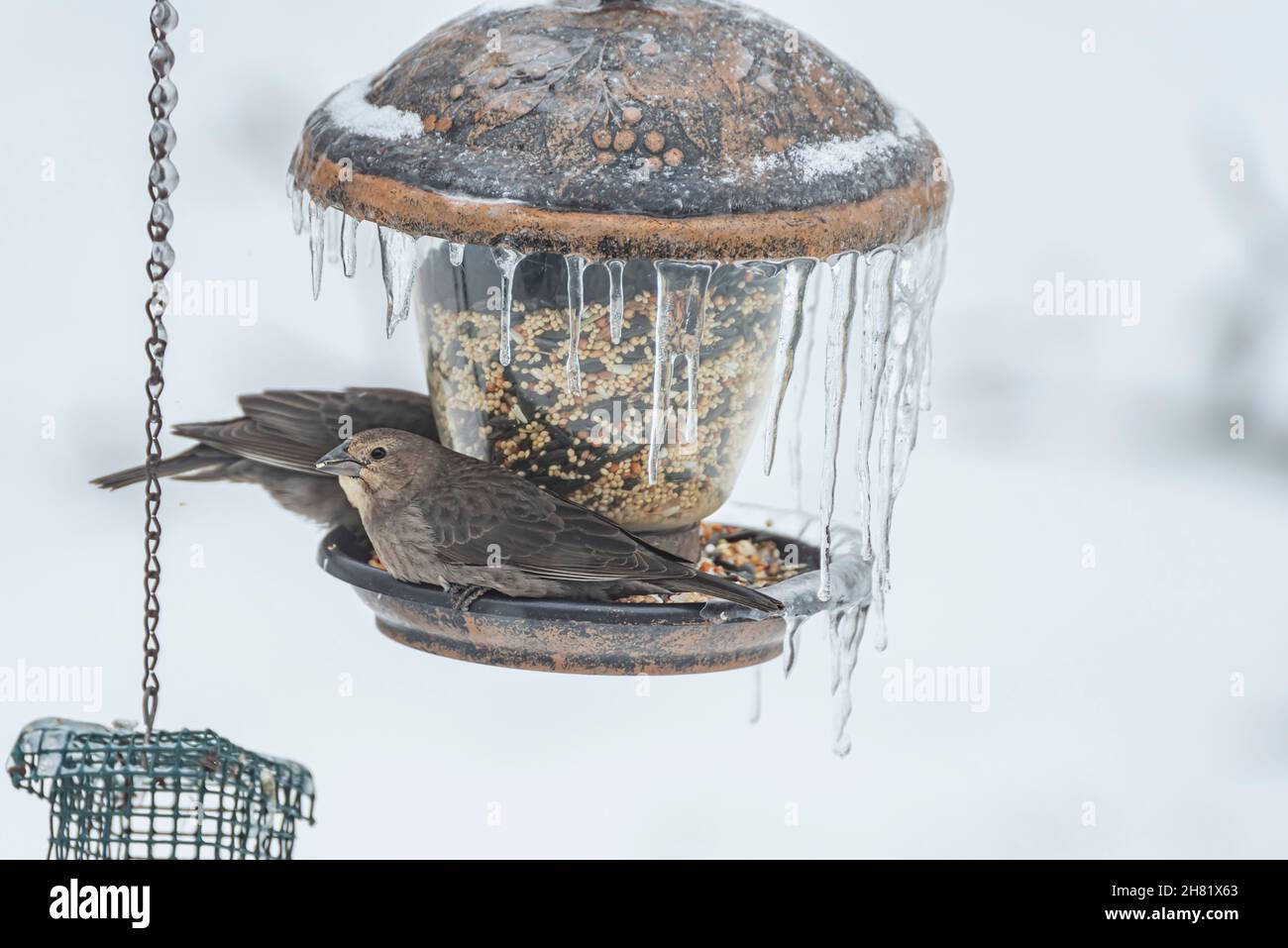 Two female brown-headed cowbird at a bird feeder during the winter Stock Photo