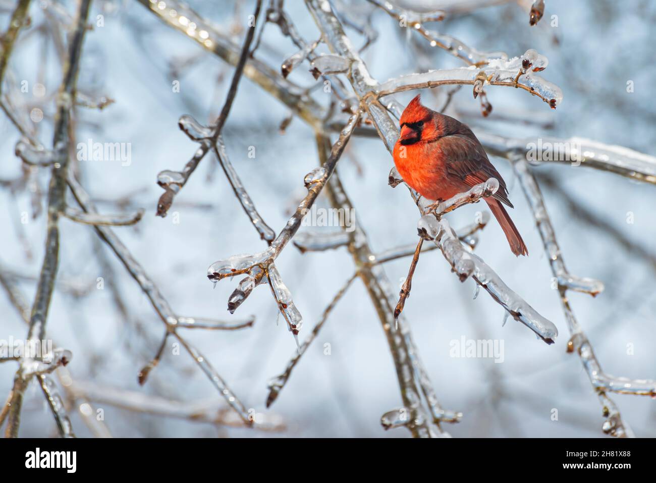 Male Northern Cardinal (Cardinalis cardinalis) perched on a snowy tree branch Stock Photo