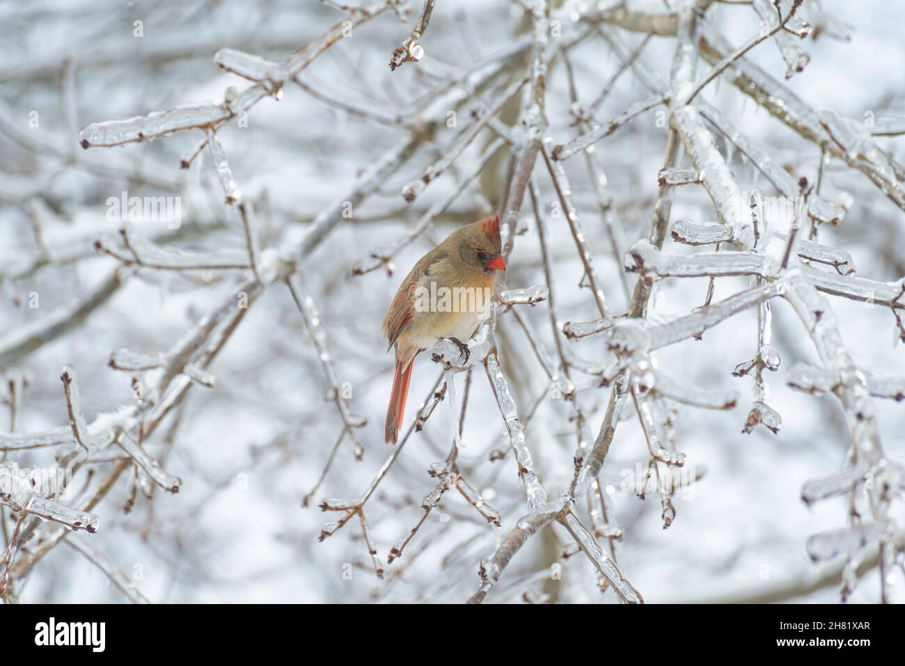 Female Northern Cardinal (Cardinalis cardinalis) on tree branch in snow Stock Photo