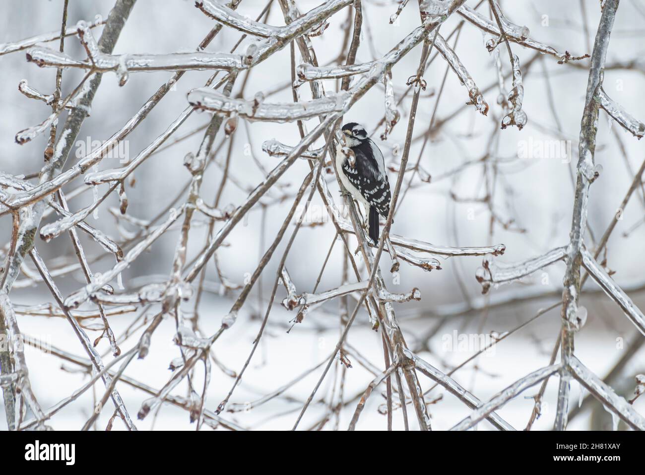 Downy woodpecker (Dryobates pubescens) perched on an icy limb during winter Stock Photo