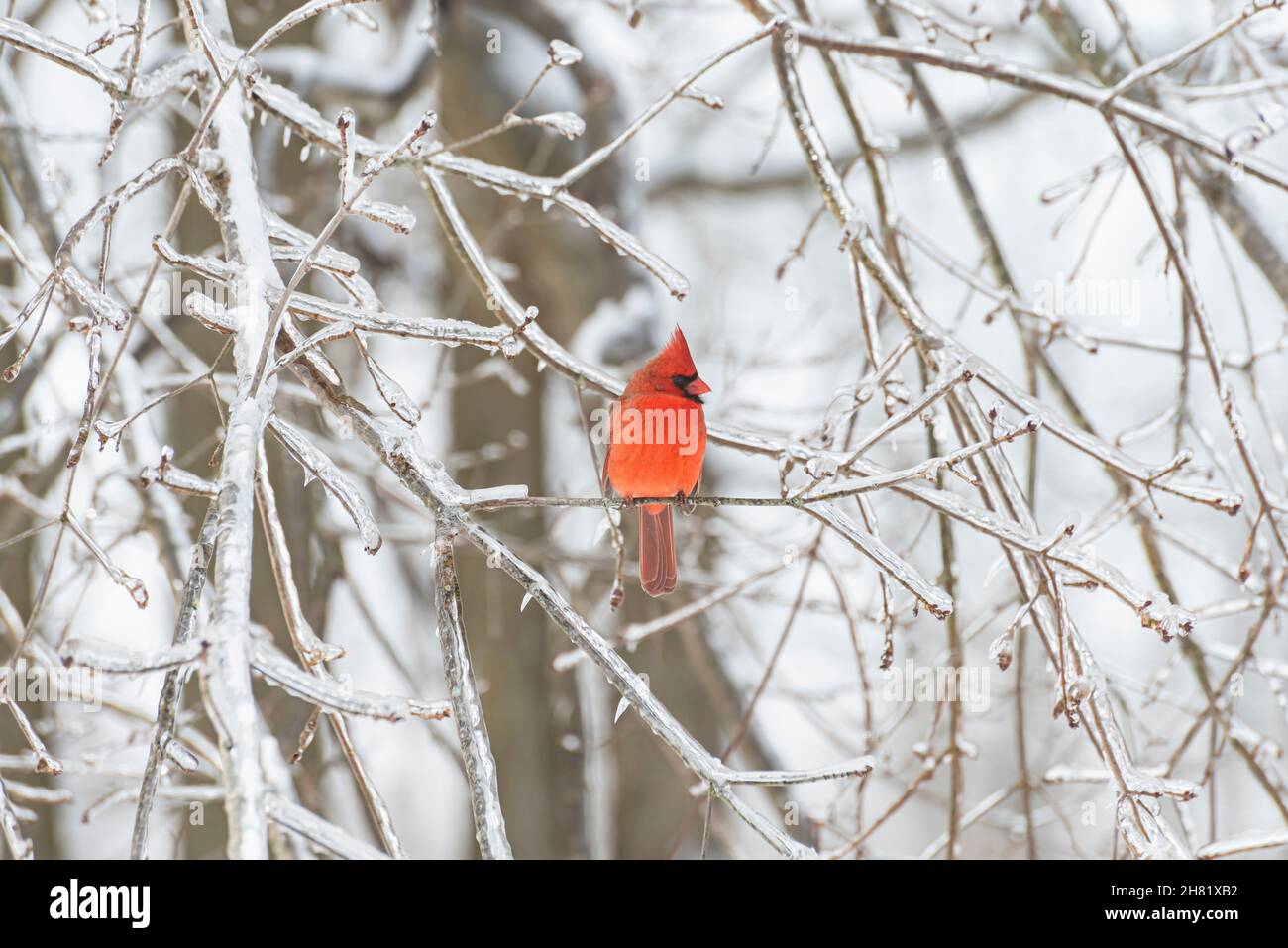 Male Northern Cardinal (Cardinalis cardinalis) perched on a snowy tree branch Stock Photo