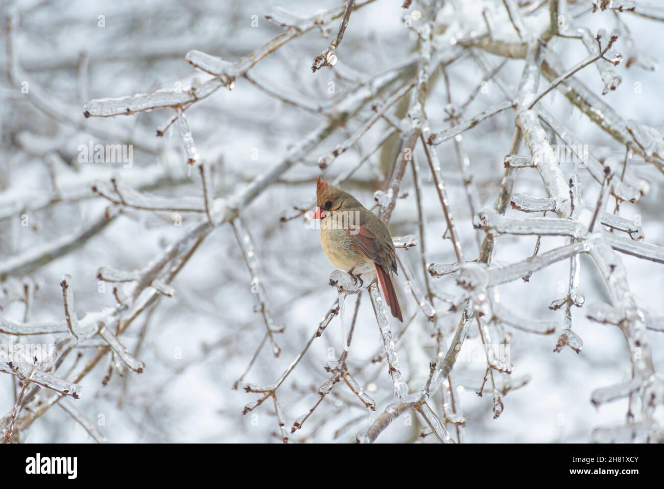 Female Northern Cardinal (Cardinalis cardinalis) on tree branch in snow Stock Photo