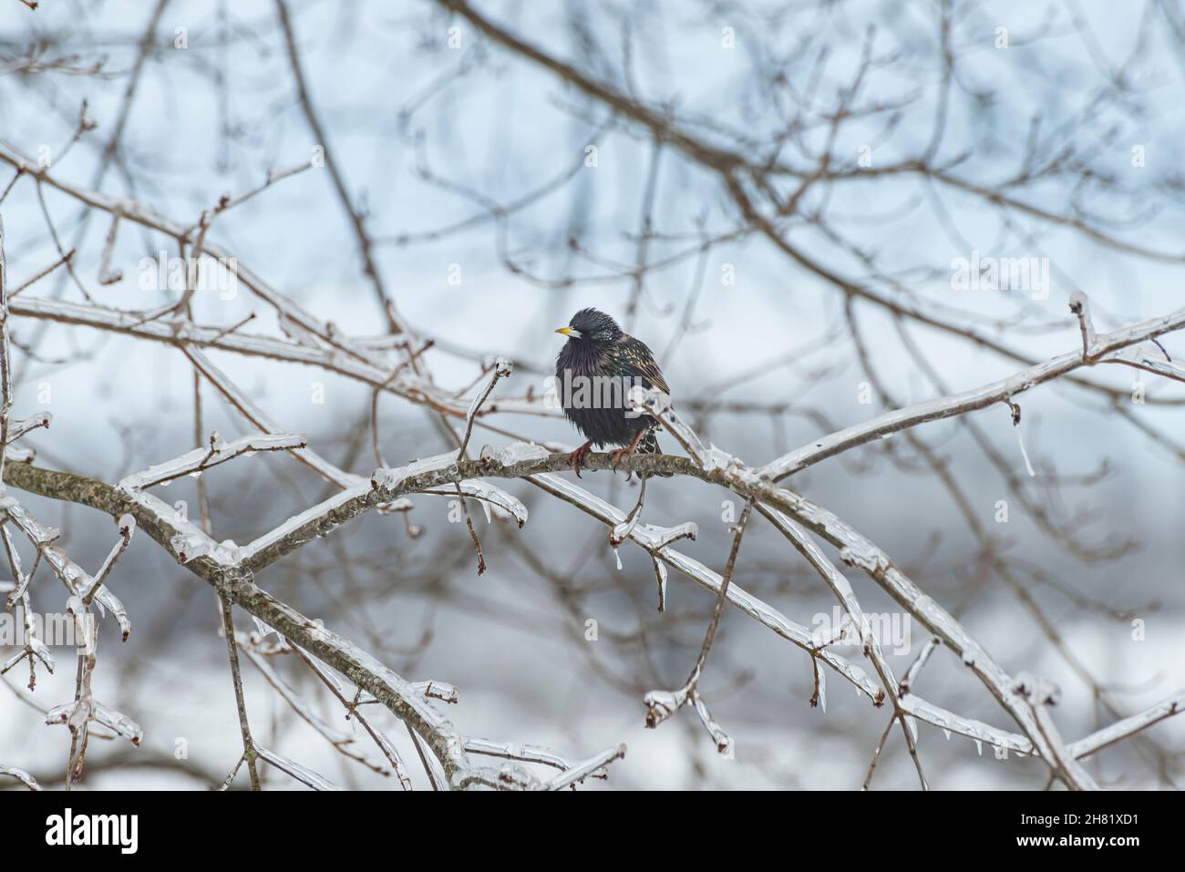 Common starling (Sturnus vulgaris) perched on a icy tree branch in winter Stock Photo