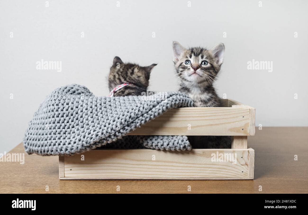 Little cute kittens sitting in wooden box. Stock Photo