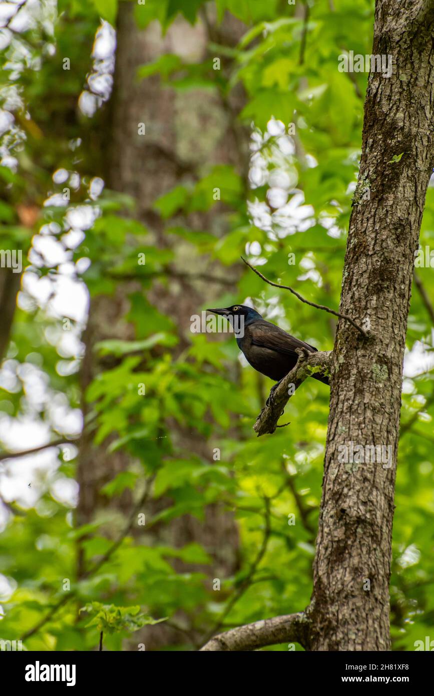 Common grackle bird perched on a tree branch in Kentucky Stock Photo