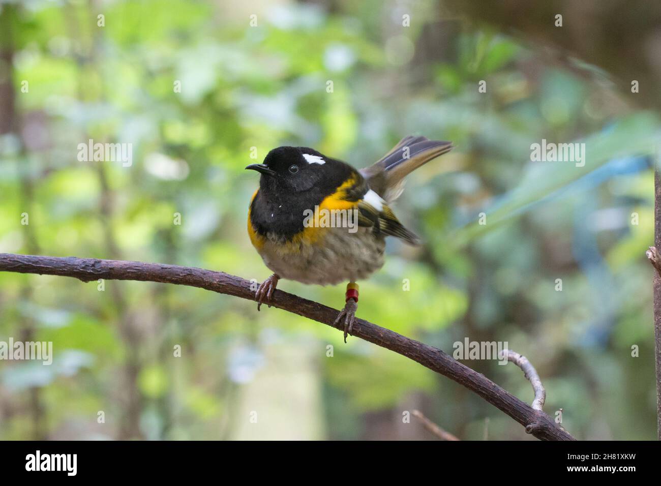 Hihi / stitchbird (Notiomystis cincta), a rare bird endemic to New Zealand Stock Photo
