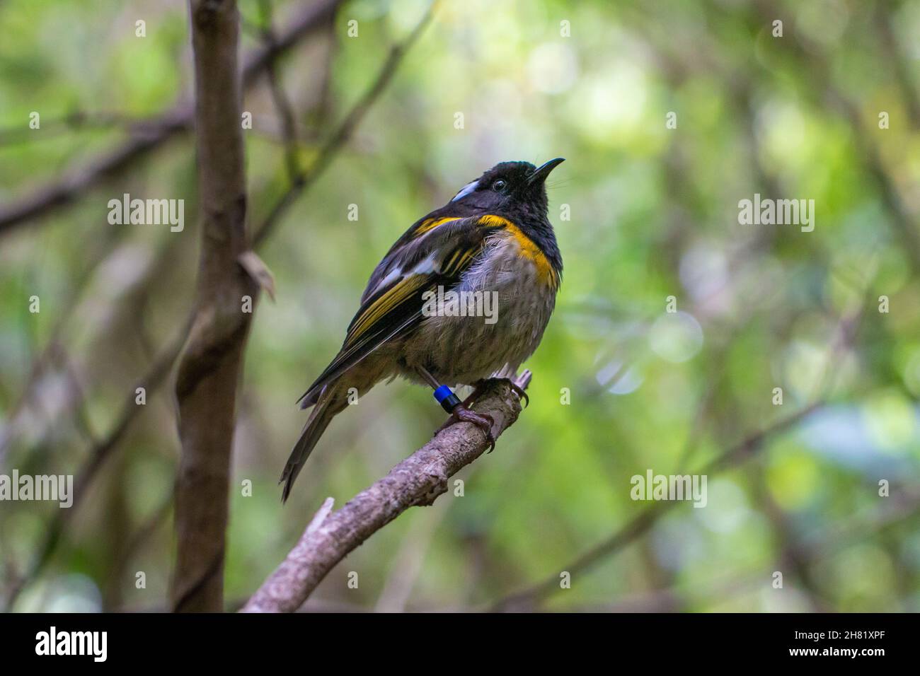 Hihi / stitchbird (Notiomystis cincta), a rare bird endemic to New Zealand Stock Photo