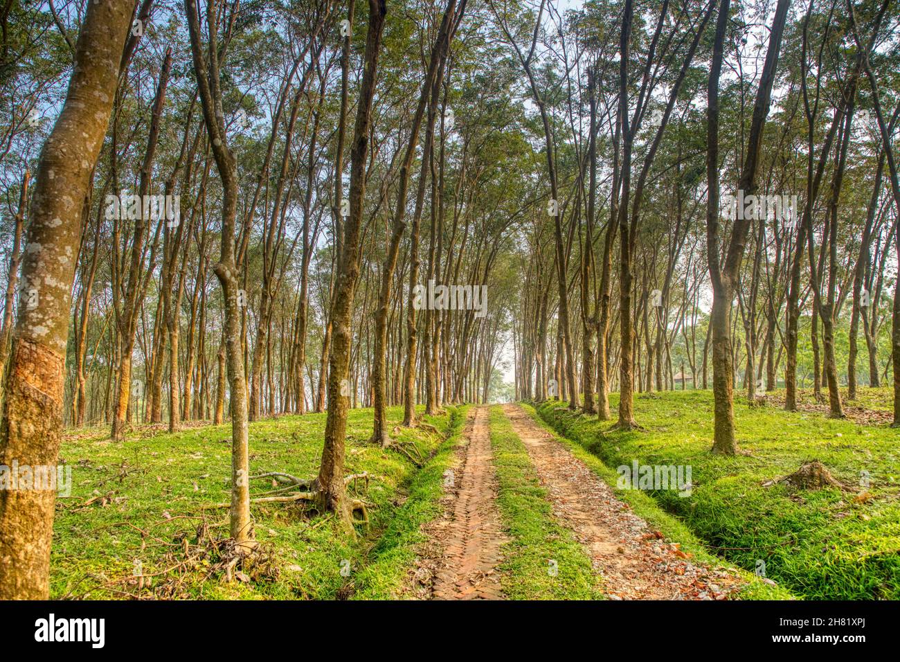 Rubber tree plantation in Moulvibazar, Bangladesh Stock Photo Alamy