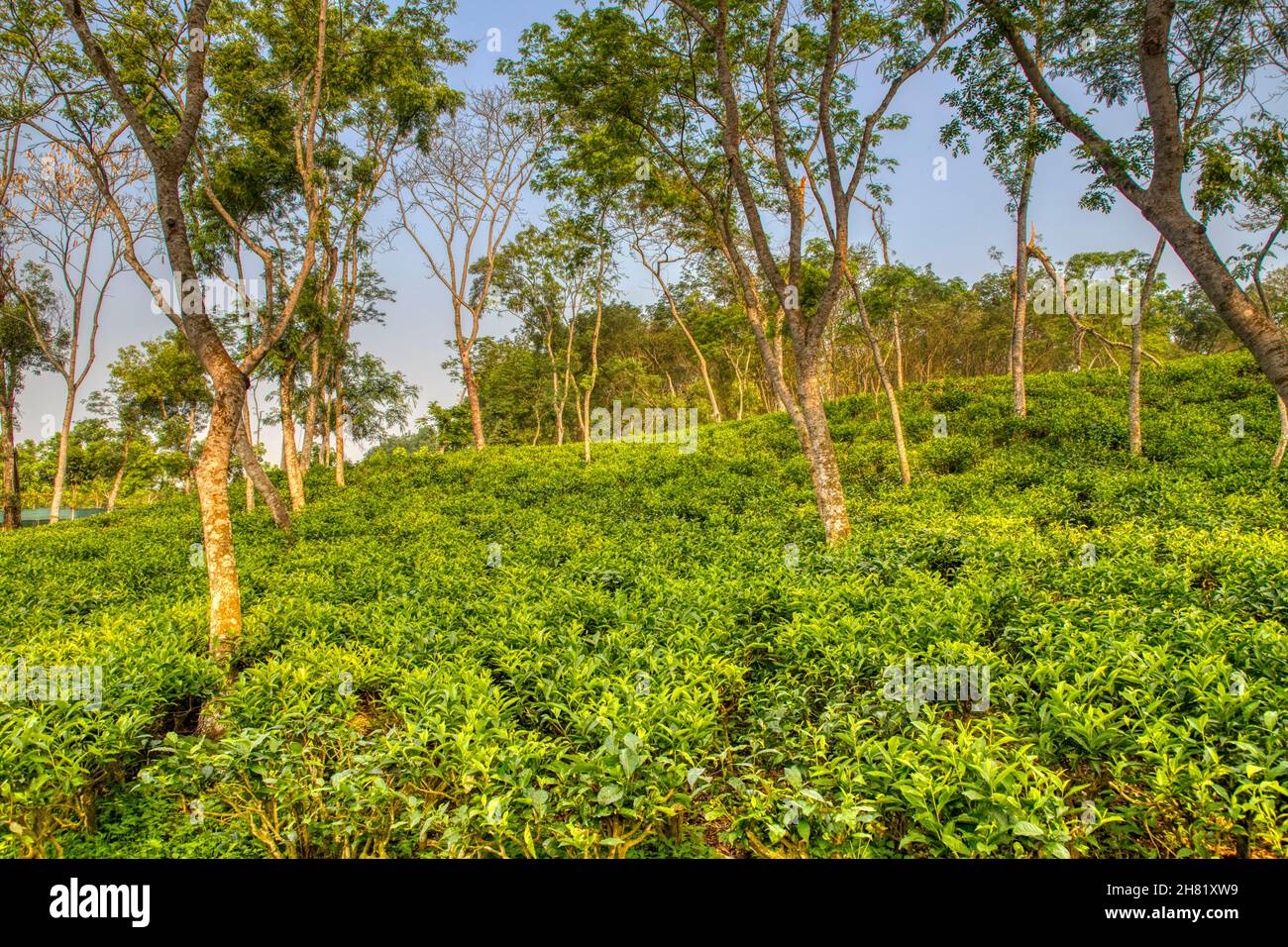 Tea garden in Srimangal, Moulvubazar, bangladesh Stock Photo Alamy