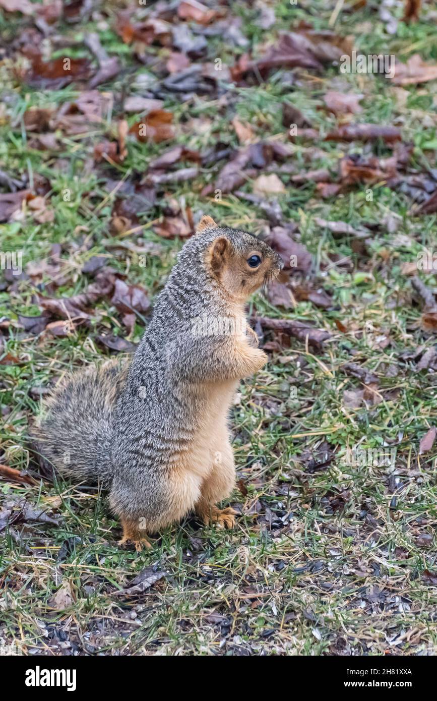 Fox squirrel foraging on a grassy lawn Stock Photo