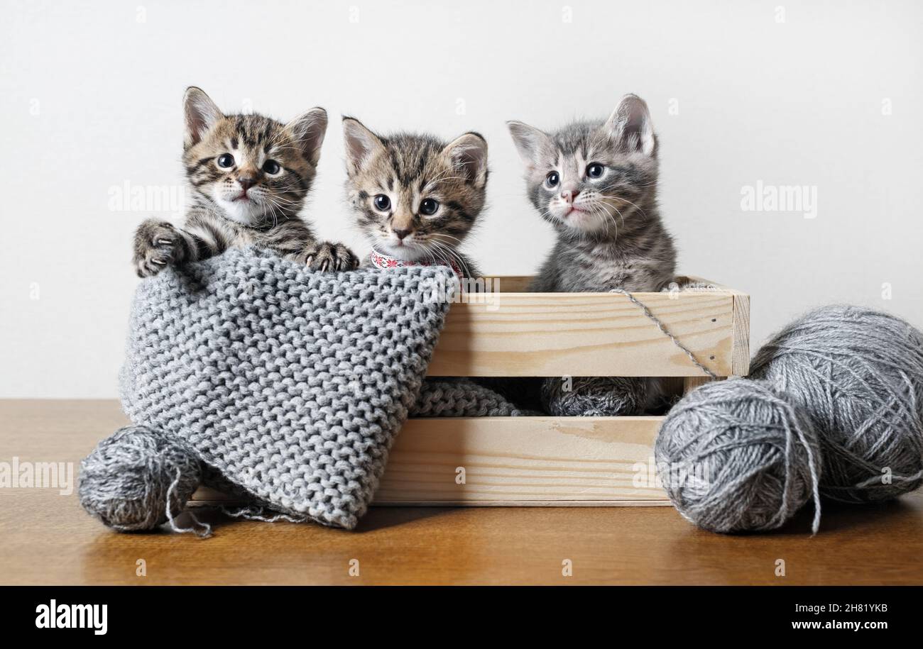 Three little cute tabby kittens in a wooden box, balls of woolen thread and yarn. Stock Photo